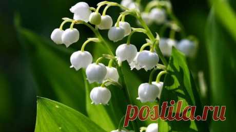 10 самых опасных растений / Будьте здоровы