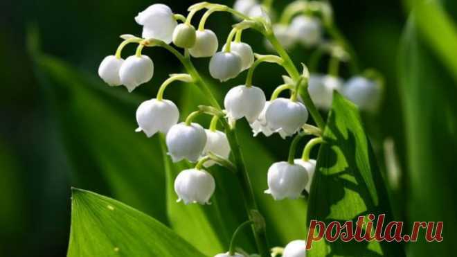 10 самых опасных растений / Будьте здоровы