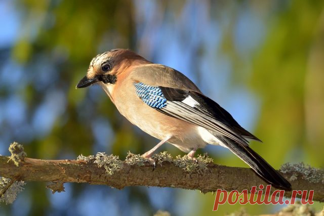 Сойка — друг садоводу или не очень?