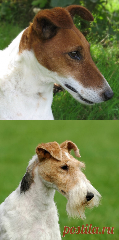 Фокстерьер – охотничья порода собак на лис.