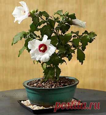 ~ Sweet Bonsai ~  |  Pinterest