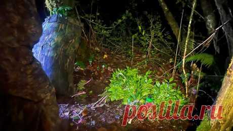 Штраф в 16 млн руб. грозит браконьерам, собиравшим в Сочи редкое растение. В Сочи поймали браконьеров, которые срезали более 5 тыс. веток краснокнижного растения в Сочинском национальном парке. Об этом сообщает Telegram-канал Kub Mash. Нарушители срезали 5008 веток иглицы колхидской или рускуса - это растение в ...