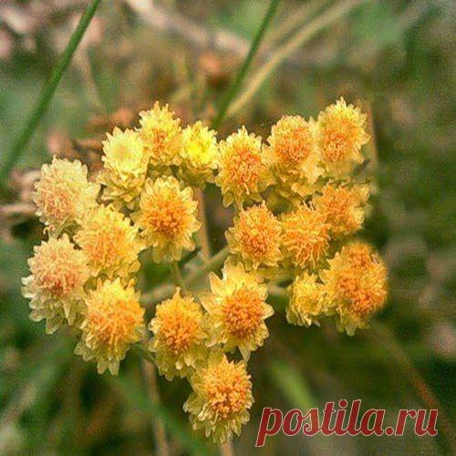 Помоги себе весной | Друг пенсионера
Как известно, зи­мой обменные процес­сы в организме замед­ляются, поэтому мы не­много полнеем — надо бы это исправить. Да и не мешало бы почистить наш организм от шла­ков.