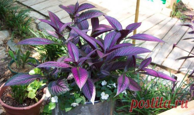 Комнатное растение Стробилантес (Strobilanthes). Особую декоративную ценность стробилантесу придают его пестро окрашенные листья, наиболее выразительные в начальный период своего развития. Большая часть их поверхности с рельефно подчеркнутыми жилками окрашена в красновато-фиолетовые тона. Лишь пильчатый край листьев сохраняет темно-зеленую окраску. Спустя некоторое время листья становятся серебристыми. Основа успеха при культивировании в комнатных условиях - высокая влажность воздуха.