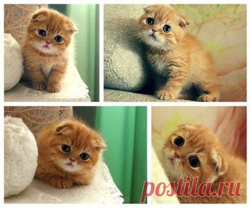 Какие глазки...