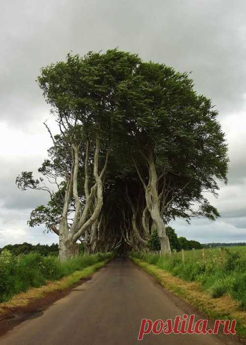 Enchanting Photos The Dark Hedges, Northern Ireland photo via donna
