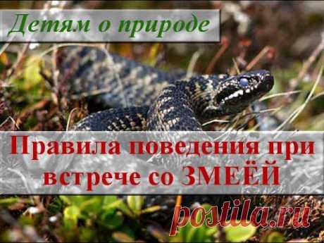 Правила безопасного поведения в лесу. Встреча со змеёй. - YouTube
