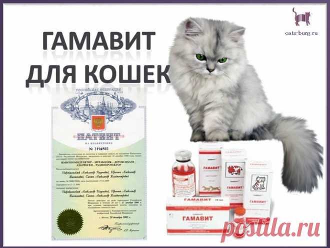 Гамавит и гамавит форте для кошек. В чем отличие? Состав, инструкция по применению и дозировка. Как колоть.Отзывы на применение лекарства.