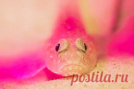 Розовый / Международный фотоконкурс Underwater Photographer of the Year Новости Mail.ru