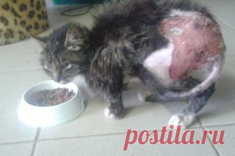 В Витебске нелюди издевались над кошкой, а потом облили ее бензином и подожгли | Все о наших питомцах