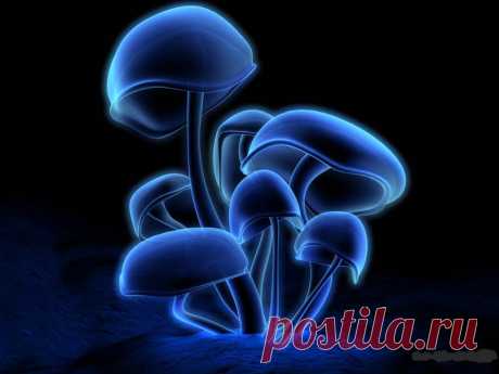 Mushrooms Wallpaper