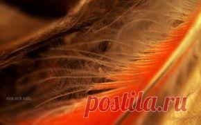 Макро обои на рабочий стол - страница 176