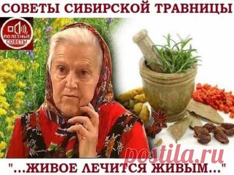 СОВЕТЫ СИБИРСКОЙ ТРАВНИЦЫ
ЖИВОЕ ЛЕЧИТСЯ ЖИВЫМ
— Елена Федоровна, 
почему лучше пить траву, 
а не принимать таблетку?
— У меня был разговор с врачами: 
«Зачем вы лечите мертвыми таблетками? 
Там шлифовка, штамповка, красители, химия». 
— «А ваши травы тоже сухие, мертвые». 
— «Моими травами вся Россия лечилась. 
Сухими травами вся скотина питалась. 
Коровы молоко давали, овцы — мясо. 
Значит, эти травы не мертвые. 
Вот сухое семя укропа. 
А из него вырастет высокий, цветущий укроп. 
Посадите