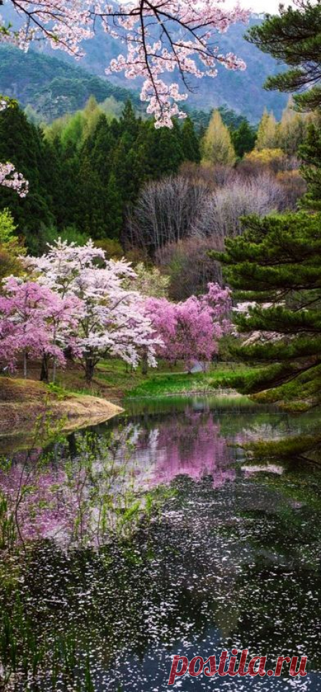Springtime in Japan. | Pinterest