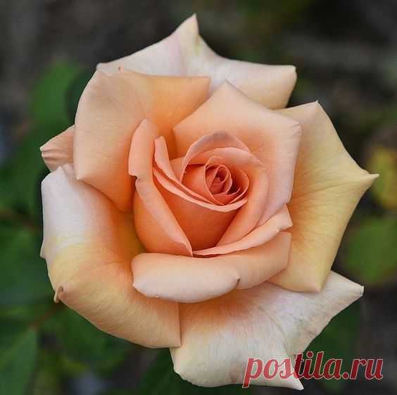 Pinterest