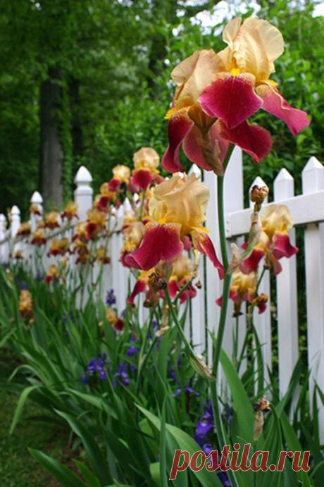 Gardening | Ирисы — уход весной