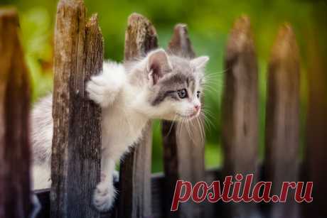 ***. Фотограф Коротун Юрий