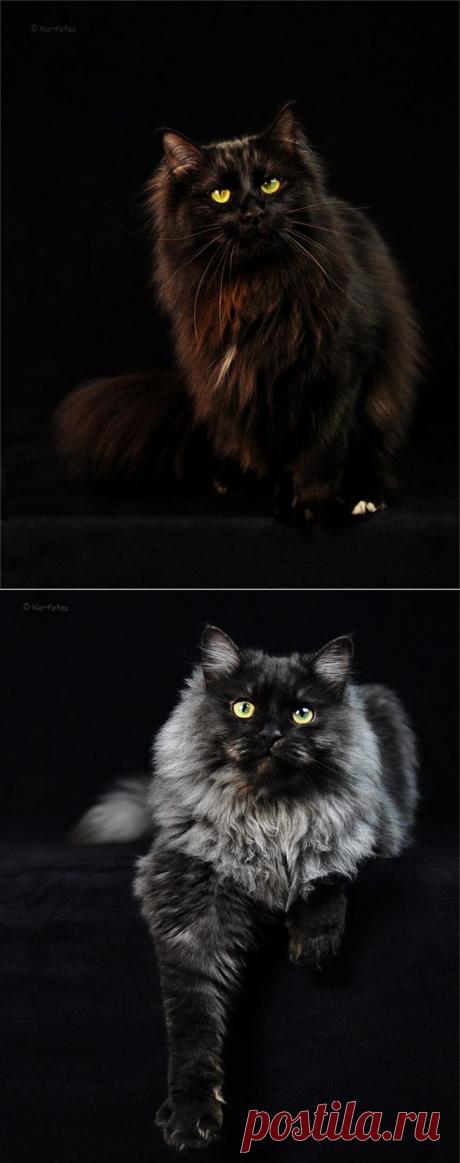 Кошки бывают разных цветов. Сегодня чёрная роскошь...