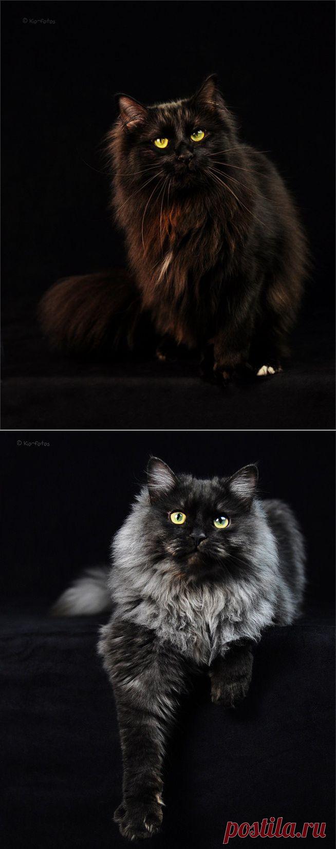 Кошки бывают разных цветов. Сегодня чёрная роскошь...