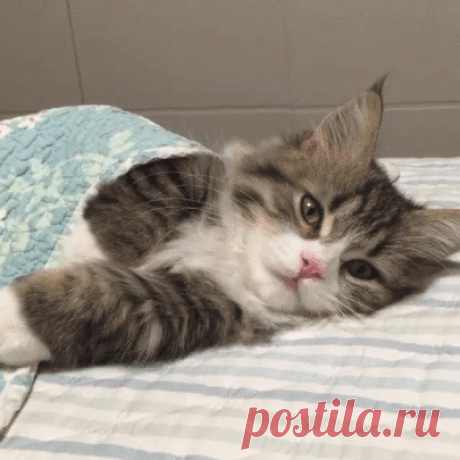 e0091aff30e1f1ee82673d4ad7ba4fe5.gif (405×405)