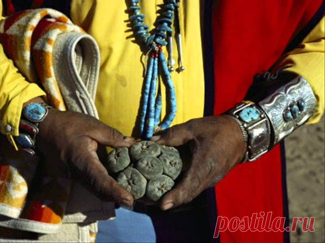 кактусы пейот: 2 тыс изображений найдено в Яндекс.Картинках