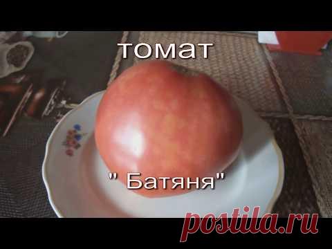 томат батяня - YouTube