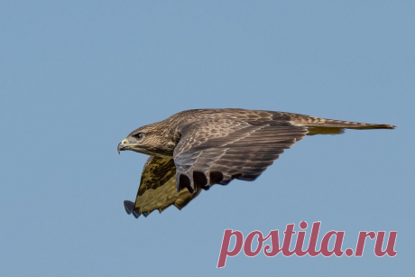 Buzzard (URN: 1013) Juvenile on the prowl.  Birds of Britain and the Western Palearctic - Hey Wood Nature Reserve.  Thank you for taking a look at my images.