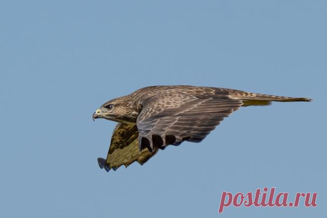 Buzzard (URN: 1013) Juvenile on the prowl.  Birds of Britain and the Western Palearctic - Hey Wood Nature Reserve.  Thank you for taking a look at my images.