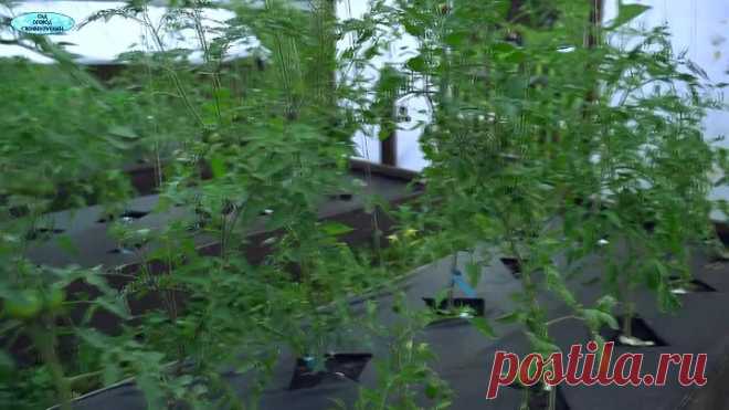 Томаты покраснеют быстро- все секреты ускоренного дозревания томатов на кусту!