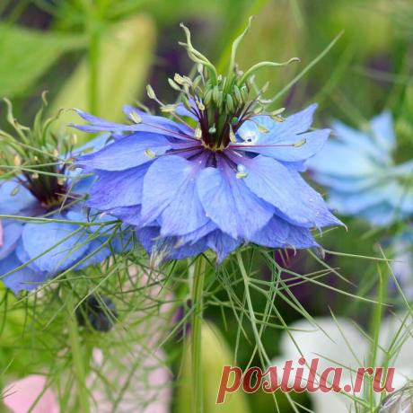 Лекарственное растение Чернушка посевная (Nigella sativa). Однолетнее растение высотой 20-40 см. Дважды- или триждыперистые листья, разделенные на узколинейные листочки. Одиночные цветки с 5 беловатыми листочками обертки без покрова из верхушечных листьев. Завязи срастаются до верхушки, столбики вертикальные. У похожей чернушки полевой (N. arvensis) 3-5 завязей срастаются лишь до середины, кроме того, плодлистовка у нее гладкий, а не железисто-опушенный, как у чернушки посевной.