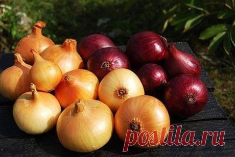 МОЙ САД |Дача, загородный дом, огород, растения