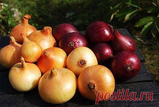 МОЙ САД |Дача, загородный дом, огород, растения