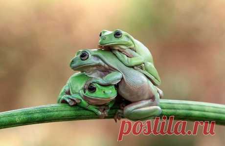 16 позитивных фотографий лягушек