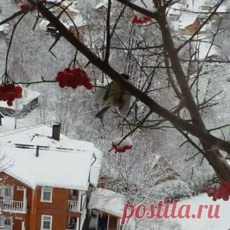 Елена Маньенан. Частный Визит в Instagram: «Господа! Вы соскучились там у себя в Москве по снегирям? А у нас эти чудо-птички прямо за окном... обедают вместе с гостями! И это…» 842 отметок «Нравится», 24 комментариев — Елена Маньенан. Частный Визит (@chastniy_vizit_ples) в Instagram: «Господа! Вы соскучились там у себя в Москве по снегирям? А у нас эти чудо-птички прямо за окном...…»