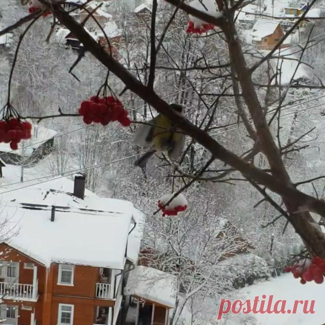 Елена Маньенан. Частный Визит в Instagram: «Господа! Вы соскучились там у себя в Москве по снегирям? А у нас эти чудо-птички прямо за окном... обедают вместе с гостями! И это…» 842 отметок «Нравится», 24 комментариев — Елена Маньенан. Частный Визит (@chastniy_vizit_ples) в Instagram: «Господа! Вы соскучились там у себя в Москве по снегирям? А у нас эти чудо-птички прямо за окном...…»