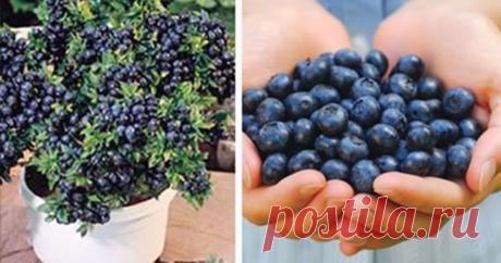 Deja de comprar arándanos. ¡Aquí verás cómo cultivar tu propio suministro permanente en casa!