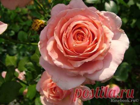 Галерея - Poesie (Tournament of roses, Berkeley, JACient) :: Энциклопедия роз