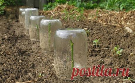 RAZMNOŽAVANJE RUŽA REZNICAMA