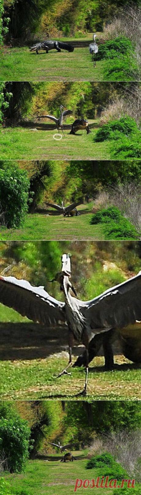Цапля-террорист | Уши, лапы, хвост