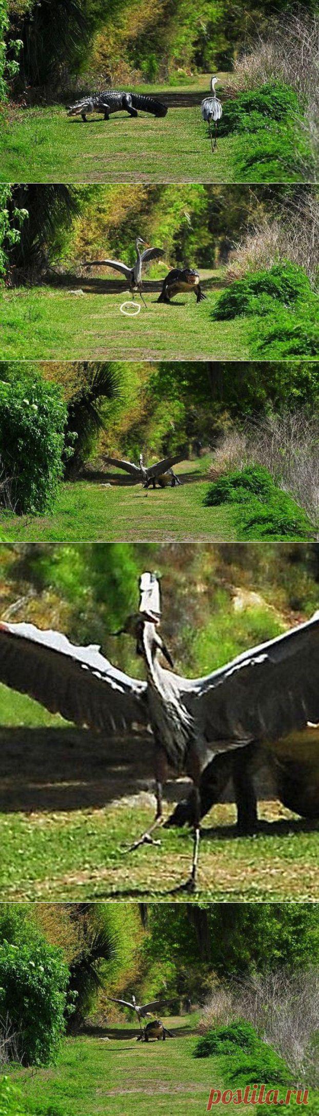 Цапля-террорист | Уши, лапы, хвост