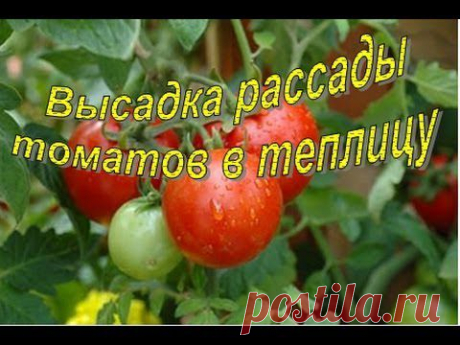 Высадка рассады томатов: 8 полезных видеосюжетов / томаты / 7dach.ru