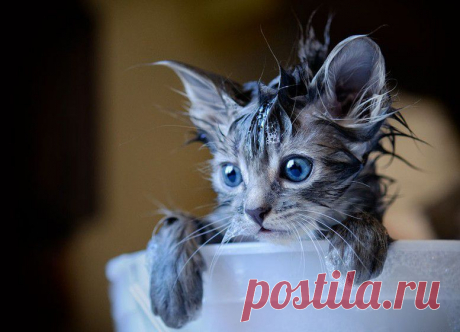 Котэ, совэ или мимими...