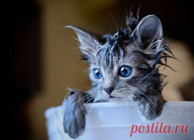 Котэ, совэ или мимими...