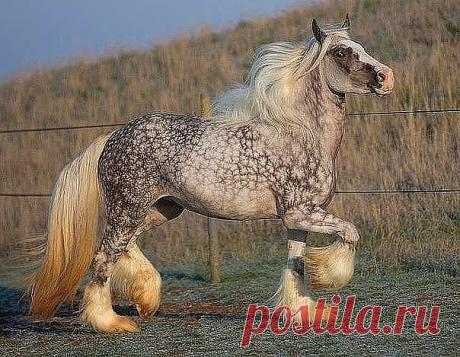 Невероятно красивые лошади!!!
(12 фото)