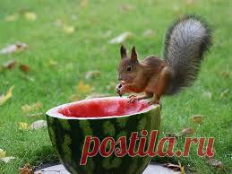 ели с жёлтыми побегами - Поиск в Google