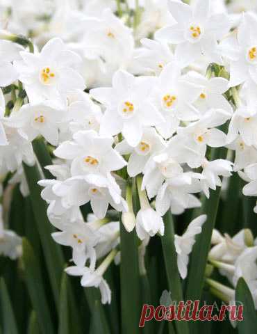 Ziva Paperwhites Gift Box Kit Who can resist the fragrance of paper whites blooming in there home in the winter? Plant amongst your Amaryllis for an indoor holiday delight! This Ziva Paperwhites Gift kit includes 4 bulbs (14/15cm), a soil disc for planting and a...
