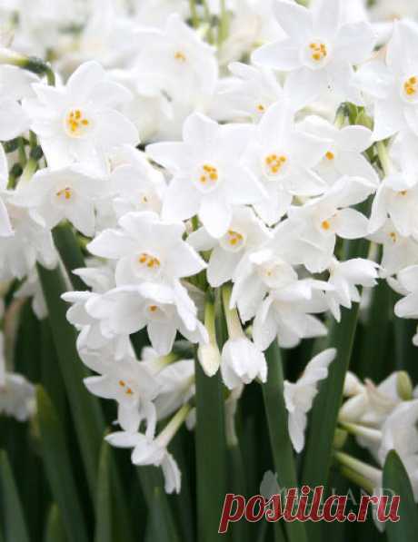Ziva Paperwhites Gift Box Kit Who can resist the fragrance of paper whites blooming in there home in the winter? Plant amongst your Amaryllis for an indoor holiday delight! This Ziva Paperwhites Gift kit includes 4 bulbs (14/15cm), a soil disc for planting and a...