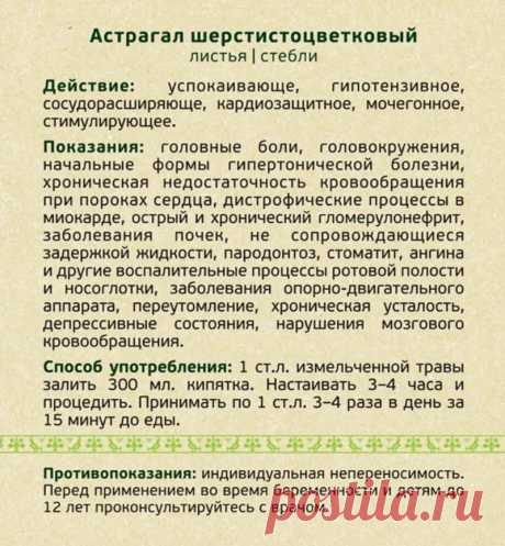 Астрагал шерстистоцветковый
