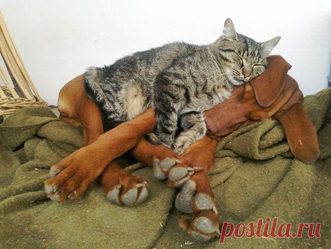 25 доказательств того, насколько коты многогранны и талантливы |