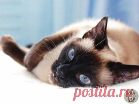 Сиамские или как их еще называют тайские кошки, считаются наиболее умными и любознательными кошками. Они очень любопытные, непредсказуемые и склонны к ревности. Сиамские кошки любят быть рядом со своим хозяином и будут стараться следовать за ним везде. Многих сиамских кошек можно обучить различным трюкам, если их владельцы будут терпеливы. 
Сиамские кошки игривые, любящие, преданные и ласковые животные. Их общительная натура требует постоянного взаимодействия с человеком и так как сиамские ко